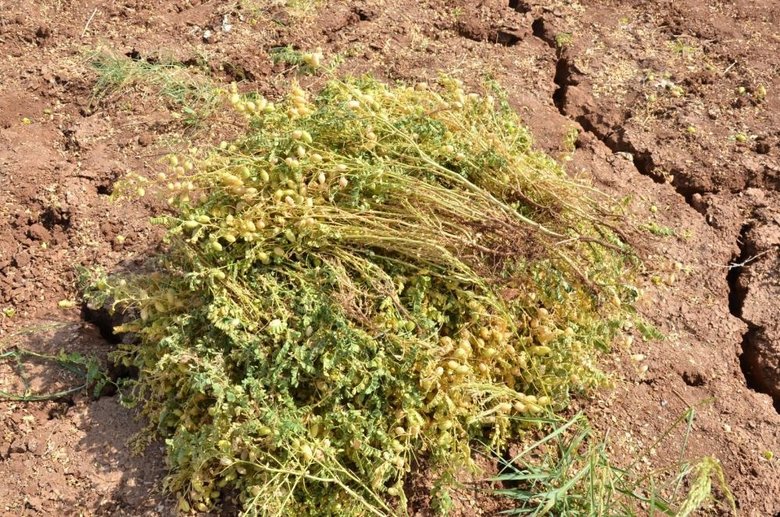 Denizli’de boş kalan araziler üretime kazandırılacak