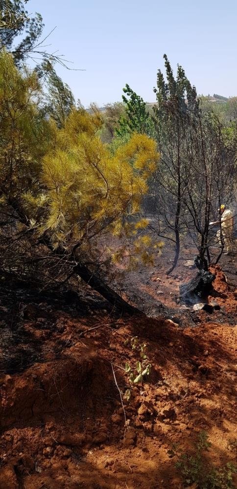 Denizli’deki orman yangınında kundaklama iddiası