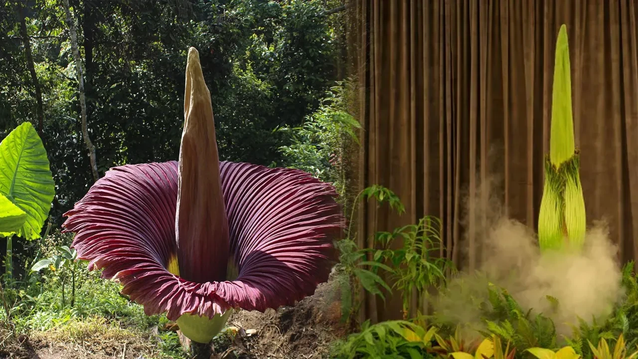 Bu çiçeğe kimse yaklaşamıyor! ! Kokusu korkutuyor, görüntüsü büyülüyor: İşte doğanın en tuhaf mucizesi