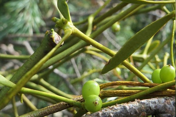 Ökse otu faydaları nelerdir, ne işe yarar?
