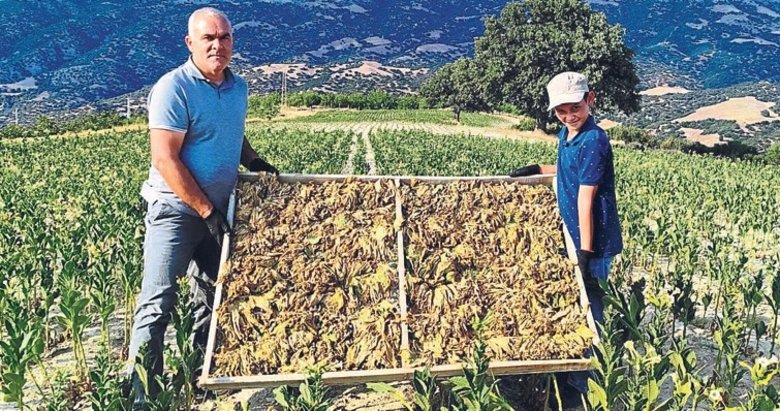Kekik ve tütün üreticilerinin yüzü gülüyor