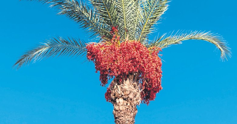 İnsan ile hurma ağacı arasındaki şaşırtıcı bağ