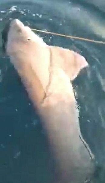 Çanakkale’de 3 metrelik köpek balığı oltaya takıldı