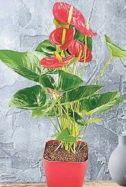 Evin havasını temizleyen güzeller