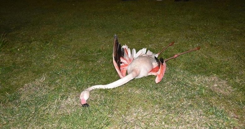 İzmir’de 9 flamingo neden öldü! Laboratuvar sonuçları çıktı