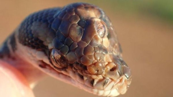 Üç gözlü yılanı görenler şok oldu! Avustralya’nın Kuzey’inde görüldü! İşte dünyanın en ilginç hayvanları...
