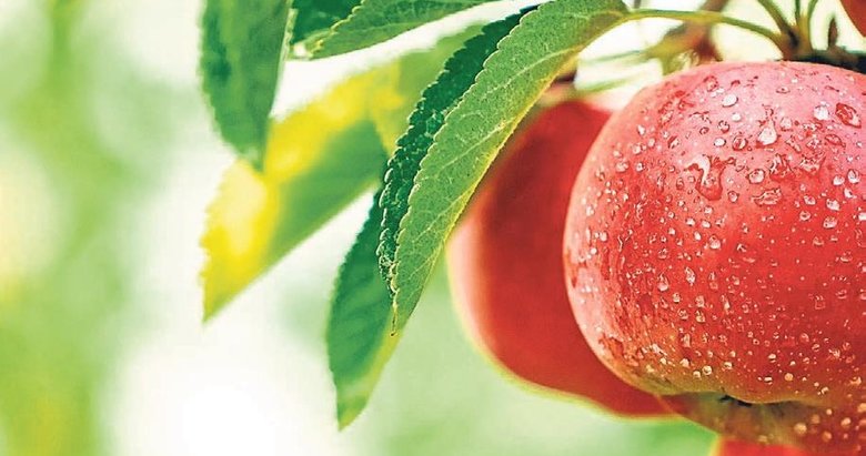 Hafıza sorunlarını sebze meyveyle engelleyebilirsiniz