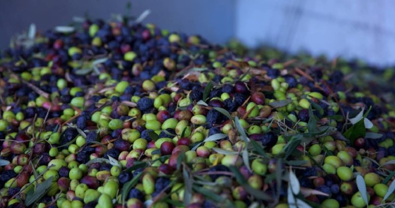 Geçen yıl 60 milyon dolarlık zeytin ihraç edildi