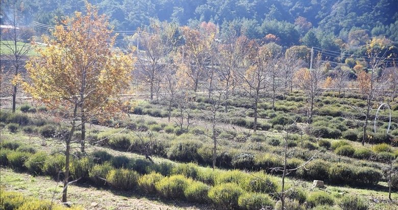 Muğla’da tıbbi ve aromatik bitkilerin üretim alanı 10 yılda 300 dekardan 6 bin dekara yükseldi