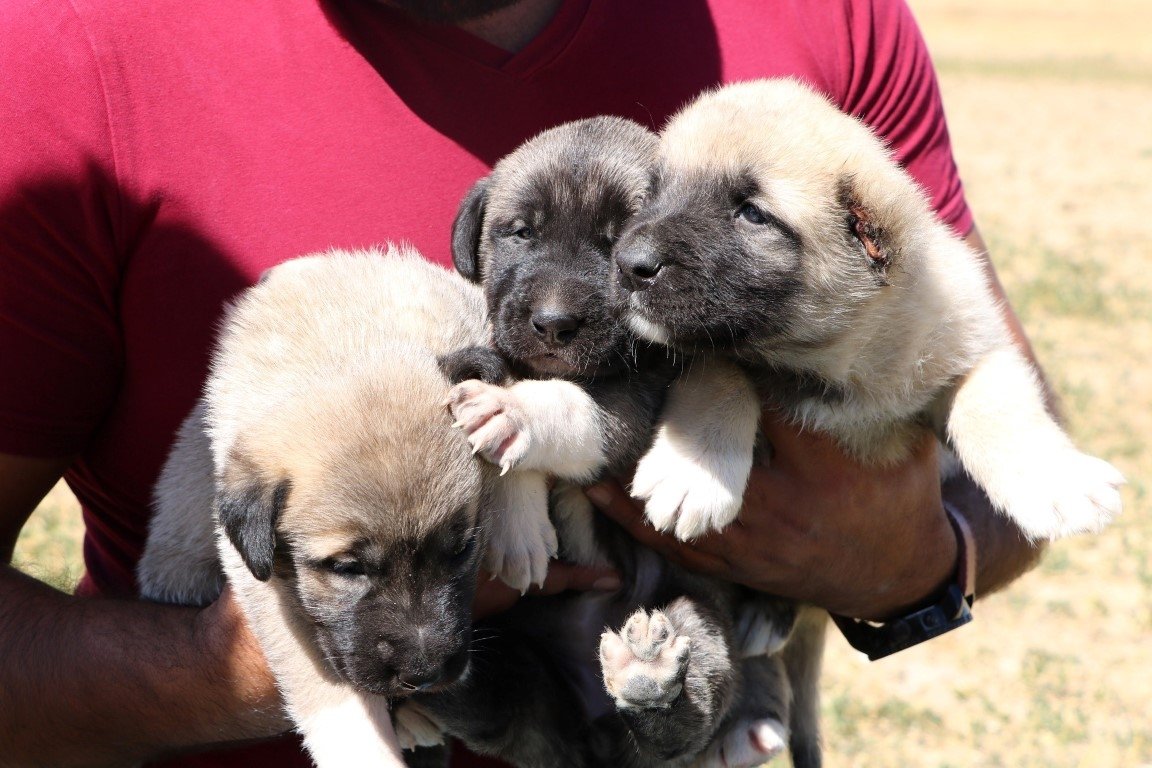 Kangal köpekleri neden yavrularını yiyor? Büyük sır çözüldü Yaşam