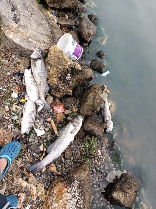 İzmir Körfezi’nin hali korkunç: Tunç Soyer böyle giderse 33 yıl sonra bile yüzemez