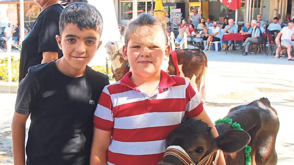 Muğla’nın en güzel buzağısı seçildi