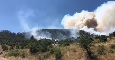 Balıkesir’de orman yangını