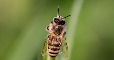 Nazilli’de arı istilası