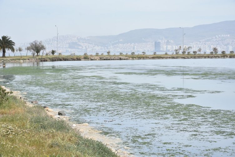 İzmir’de kabus geri döndü! Çakalburnu Lagünü’nde deniz marulu istilası