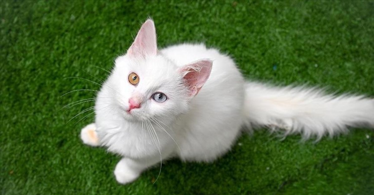 Kedi tüyü hasta etmez