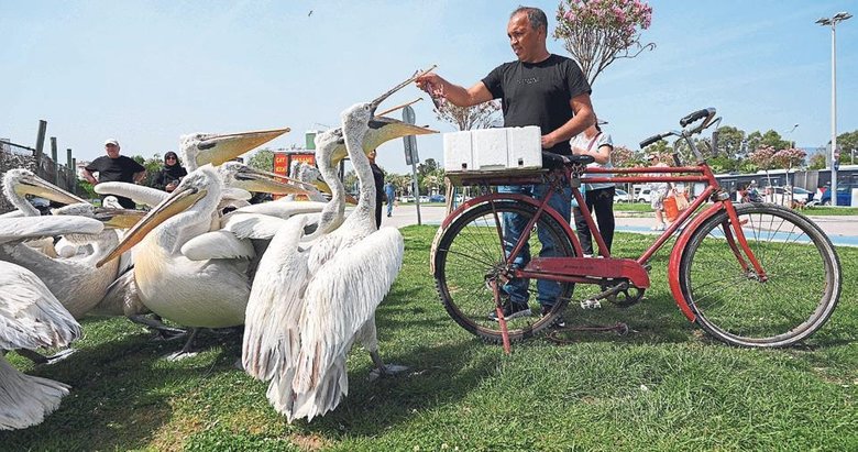 Tepeli pelikanları her gün besliyor
