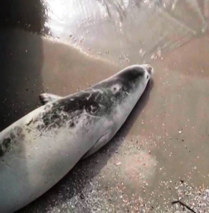 Nadir görülen beyaz fok balığı Bodrum koylarında