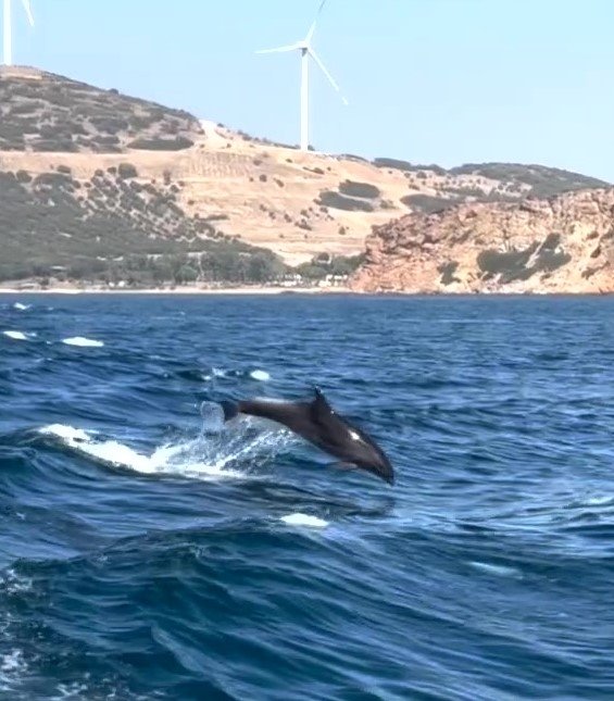 İzmir’de yunus balıklarında görsel şölen: O anlar kameraya yansıdı