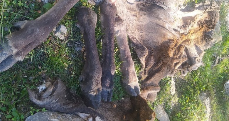 Denizli Çivril’de avlanması yasak kızılgeyiği avladılar yakalanmamak için derisini yüzdüler!