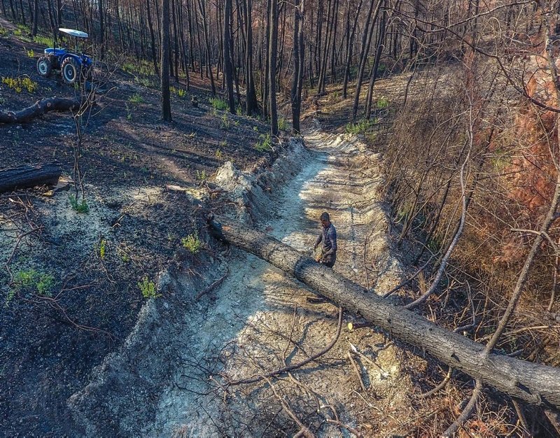 Buca’da yanan alanı ağaçlandırma çalışmaları başladı
