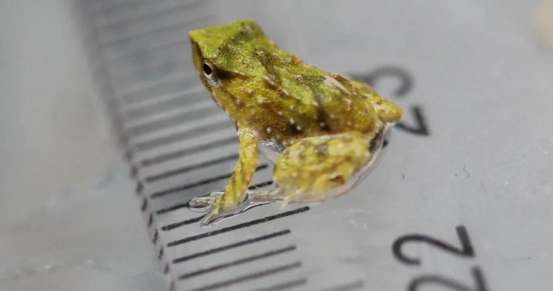 Nesli tehlikede olan kurbağalar 11 bin kilometre yol katederek doğum yaptı