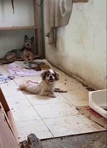 İzmir'de eziyet evi: Ekipler 47 köpeği kurtardı
