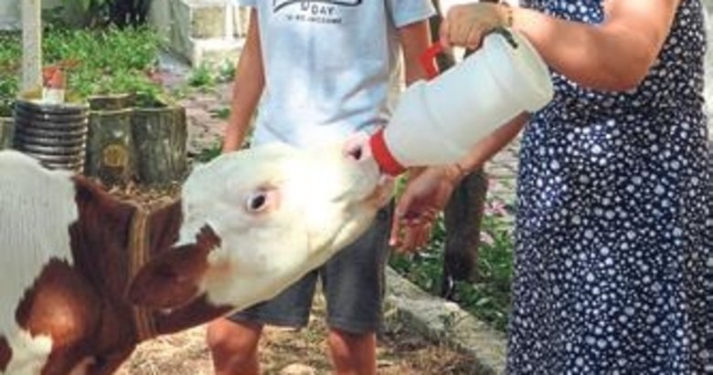 Muğla’da ‘Buzağı Güzellik Yarışması’ düzenlendi