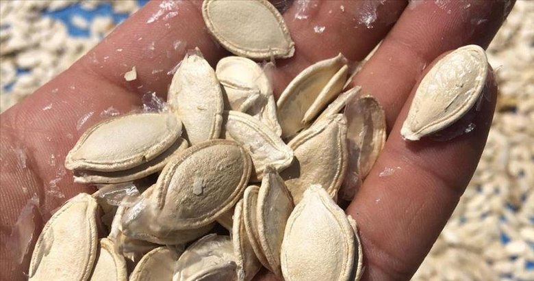 Doğadaki küçük mucize: Kabak çekirdeği
