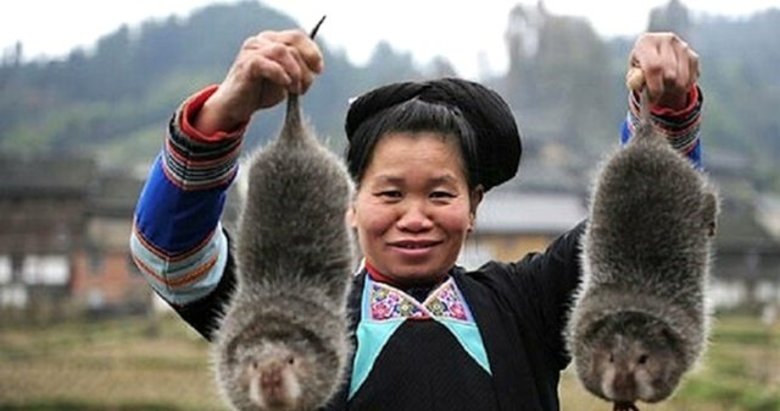 Çin, Bambu Fareleri’nin tüketimini yasakladı