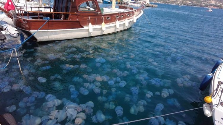 İzmir Foça’daki sahili istila ettiler! Tedirgin eden görüntü