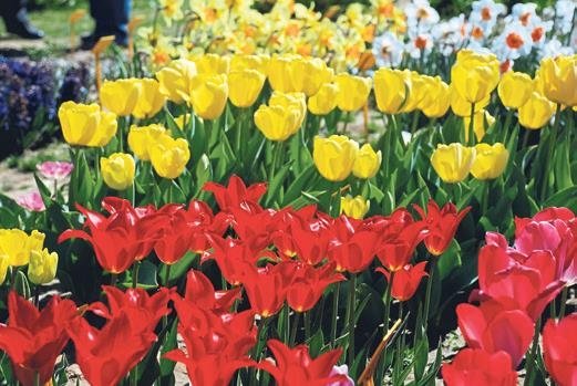 Çiçeğin görsel şovuna davetlisiniz