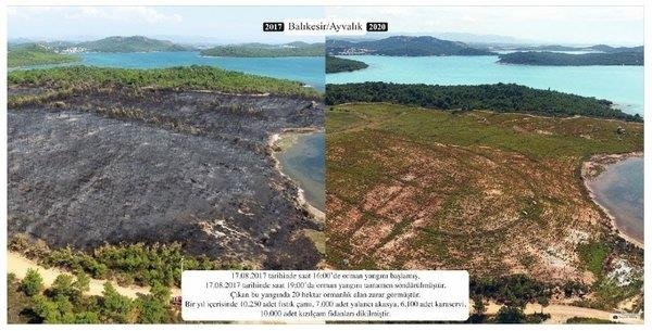 Yanan ormanlar küllerinden yeniden doğdu! 5 milyondan fazla ağaç dikildi