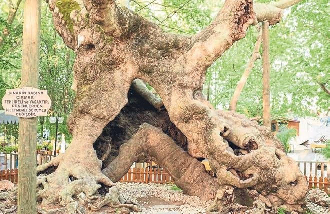 Ulu çınarın gölgesinde geçen 900 yıl