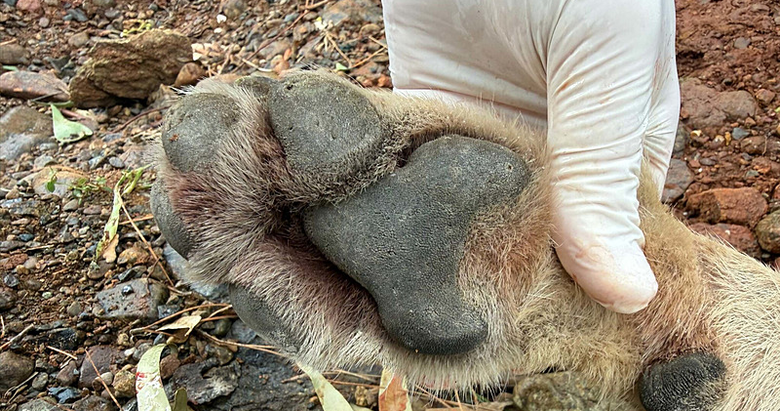 Fethiye’de aracın çarpması sonucu ölen kurt, TÜBİTAK projesine ışık tutacak