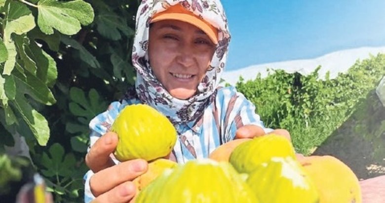 İncir cipsi sofraların yeni gözdesi