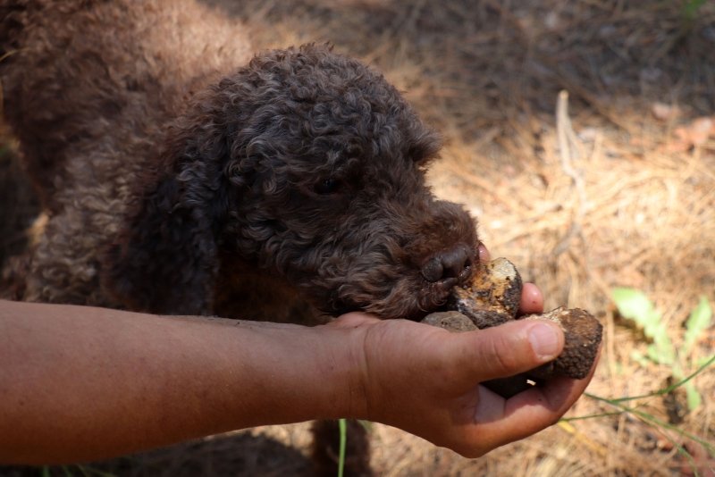 Kilosu 2 bin 500 TL! Çanakkale’de özel eğitimli köpekle arıyorlar