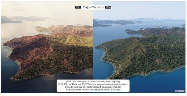 Yanan ormanlar küllerinden yeniden doğdu! 5 milyondan fazla ağaç dikildi