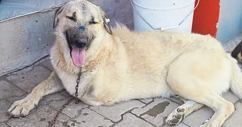 Ampute edilen Yaman’a yurt dışından sıcak yuva