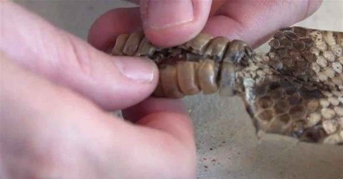 cingirakli yilan sesi dinle