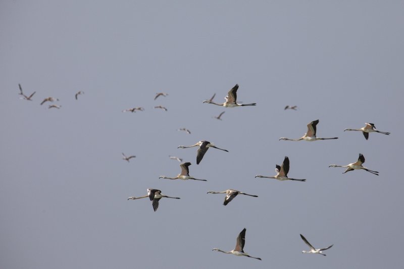 Minik flamingolar İzmir Kuş Cenneti’nde kanat çırpıyor