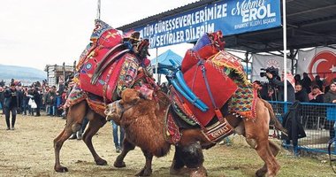 Buharkent’te deve güresi coşkusu