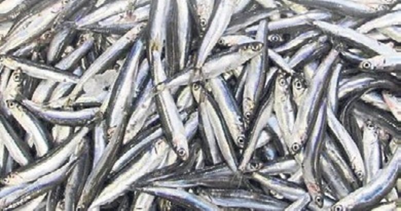 Hamsi ihracatından 4 ayda 4.7 milyon dolarlık gelir