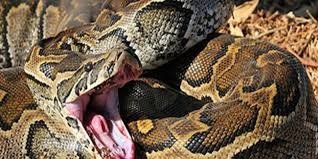 dev piton 2 metrelik timsahi