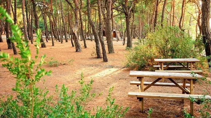 İzmir’de sıcaklardan kaçıp nefes alabileceğiniz piknik alanları