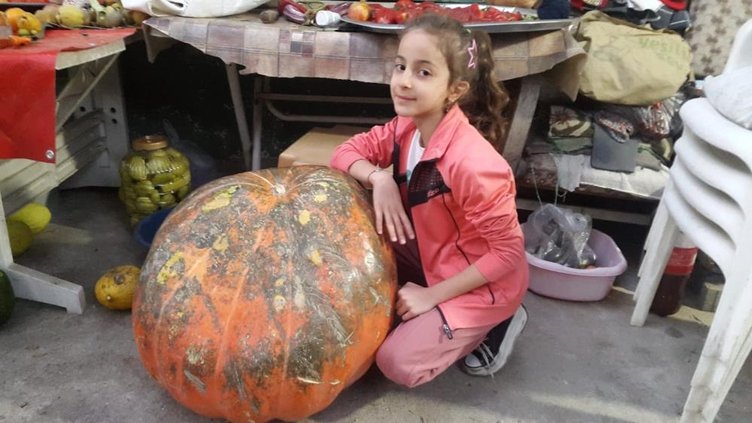 Manisa’da üzüm bağlarında devasa kabak yetişti: Tanesi 80 kilogram