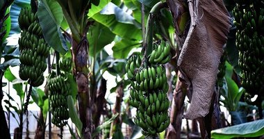 700 rakımlı bölgede yerli muz üretimi