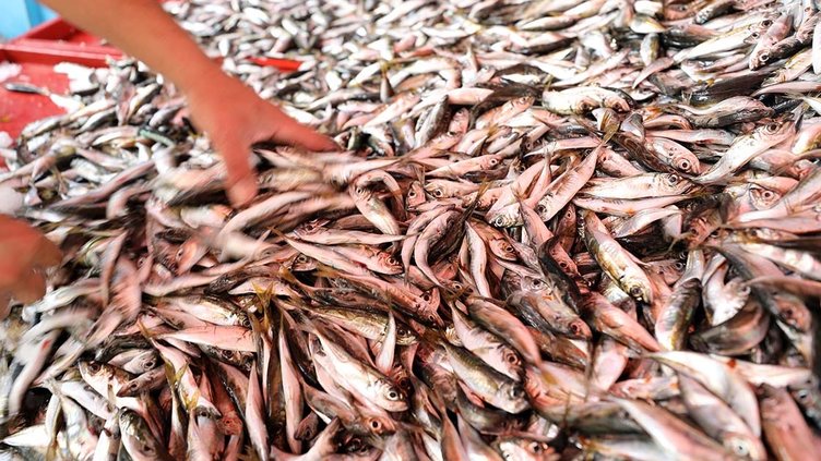 Kışın depresyondan kurtulmanın yolu balıktan geçiyor