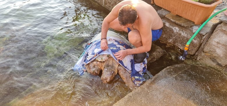 Kaplumbağa için seferber oldular! 3 saat başından ayrılmadılar