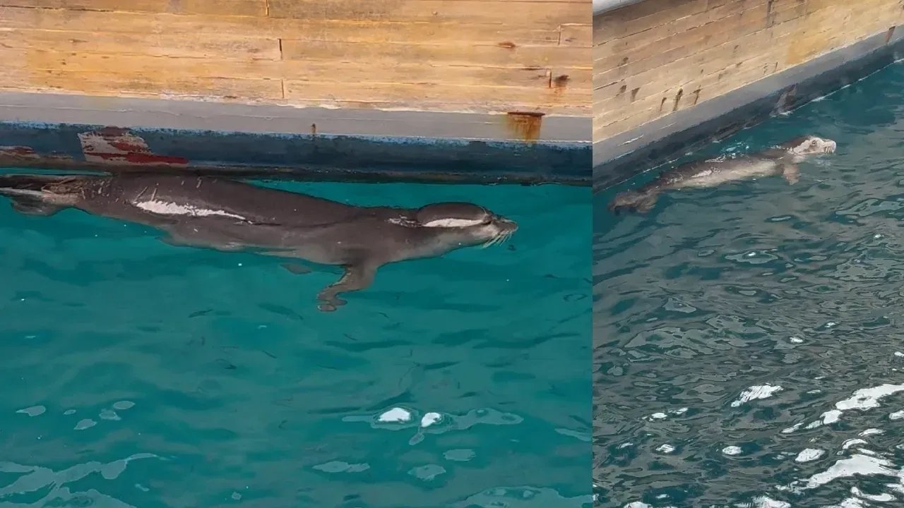 Muğla Bodrum’da iskelede fok sürprizi